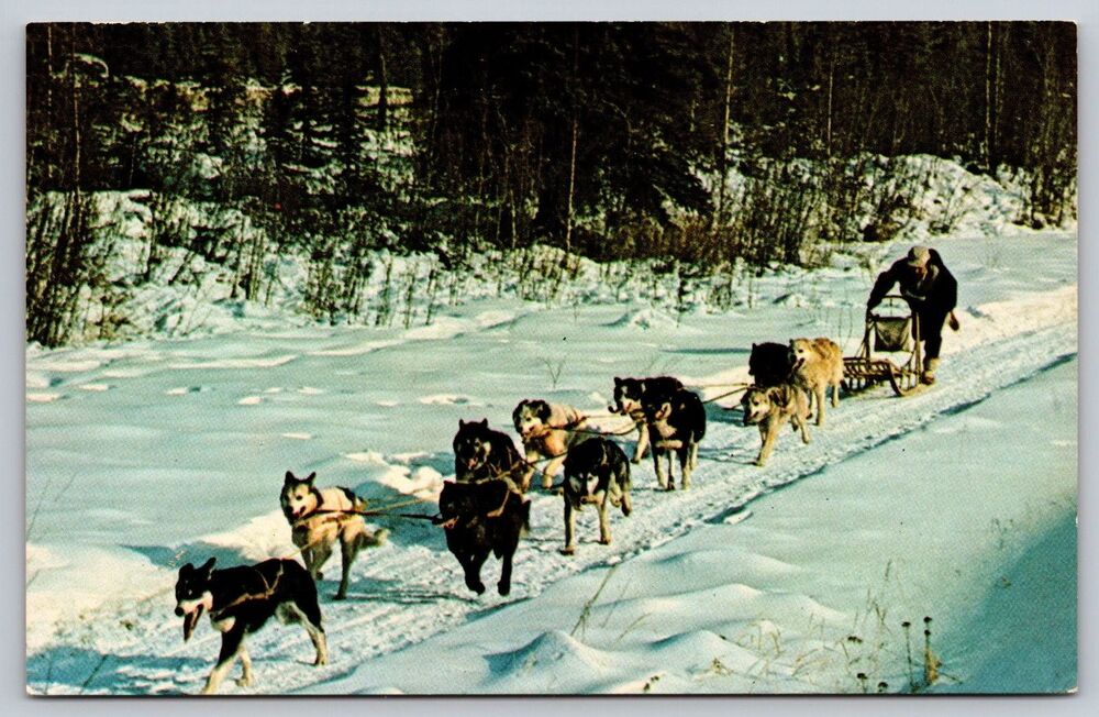Vintage Alaska Postcard Dog Sled Mushing Mal Lockwood Alaska Joe Original 1960s